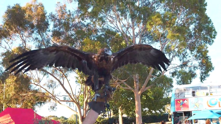 Australian Wedge-tailed Eagle predator big birds Perth Western Australia