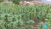 Légalisation du cannabis au Maroc : un projet de loi d'autorisation à des fins thérapeutiques