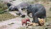 Amazing Elephant Herd Protect Mom & Newborn Elephant From Lion Pride Hunt, Elephant Giving Birth