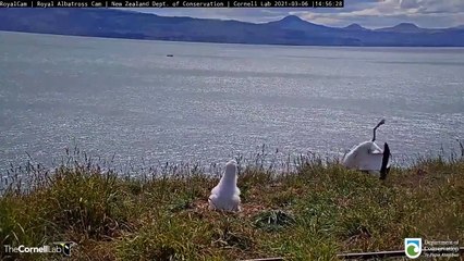 فيديو مضحك: طائرة القطرس الملكي يفشل في الهبوط ويتدحرج على وجهه