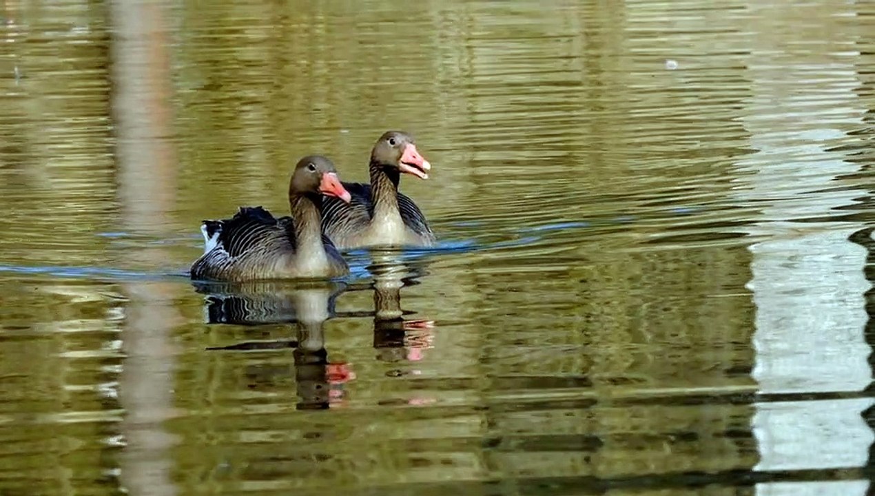 Goose in nature
