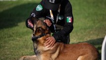 Amérique latine : des chiens policiers entraînés à détecter les personnes atteintes du Covid-19