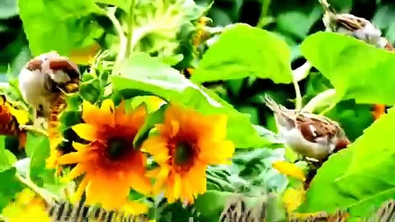 HONEY'S Love Music- (দরুন ভিডিও চিত্র এবং অডিও গান), Love Beautyfull & Nice Vide