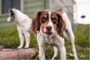 Ways For New Owners to Prevent Dogs From biting