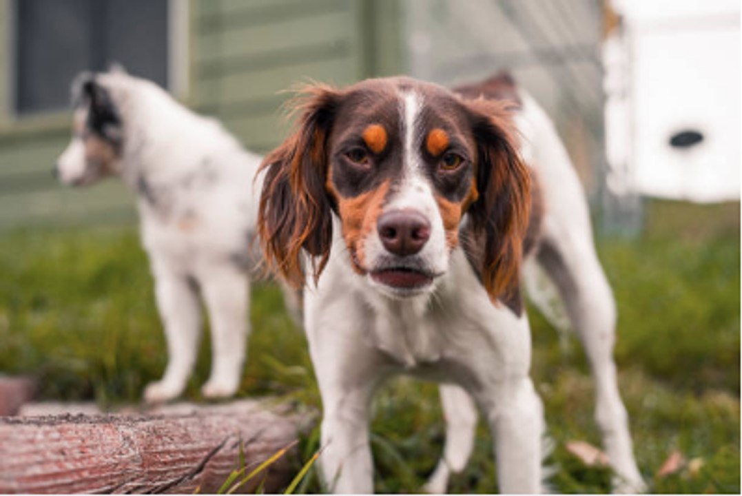 Ways For New Owners to Prevent Dogs From biting