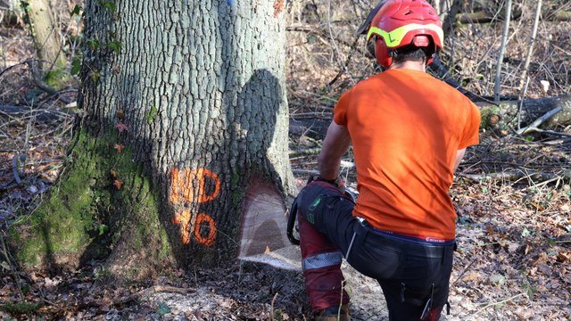 Forêt de Meudon : les premiers chênes abattus pour reconstruire la charpente de Notre-Dame de Paris