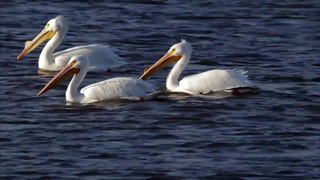 American White Pelicans floating on the Missouri River