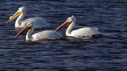 American White Pelicans floating on the Missouri River