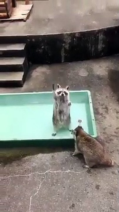 Me! Give it to me! It's me! It's me. ......  ...I'm so sorry, raccoon.
