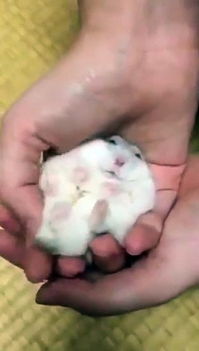 Feels good, hamster.