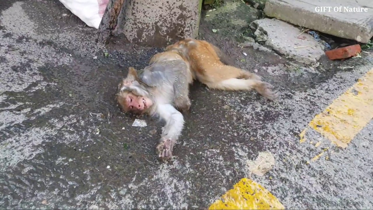 Monkey electric shock live video
