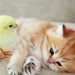 Cat is playing with chick how amazing