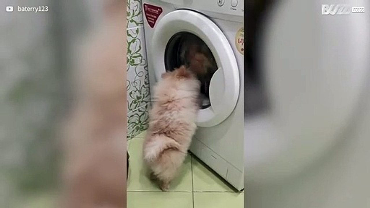 [TRANSLATE] - Dog is transfixed by washing machine