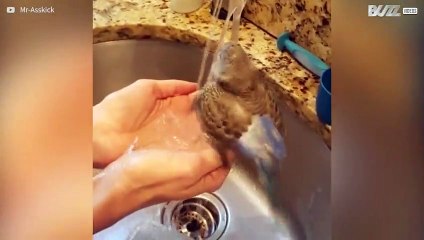 [TRANSLATE] - Parakeet takes refreshing shower in the sink
