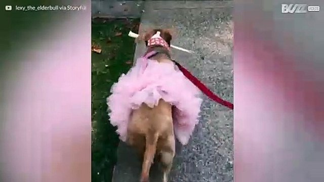 Maak kennis met 's werelds schattigste pit bull!