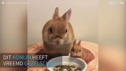 Konijn smult van maaltijd naast zijn miniatuur speelgoed