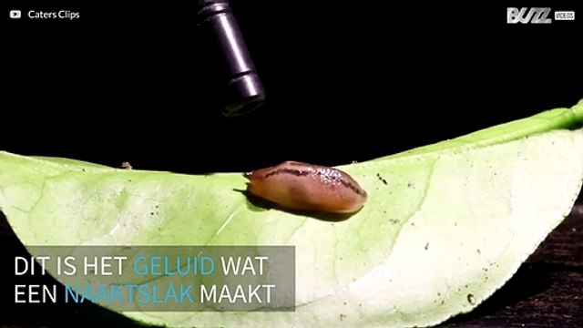 Heb je ooit het geluid van een naaktslak gehoord?
