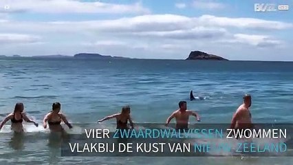 Strandgangers gedwongen om weg te rennen voor vier zwaardwalvissen