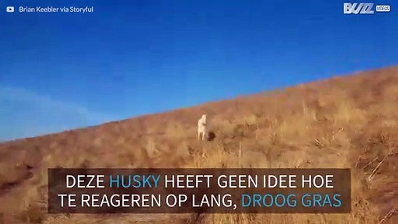 Husky reageert grappig op droog gras