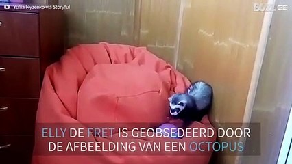 Fret is geobsedeerd door afbeelding van een octopus