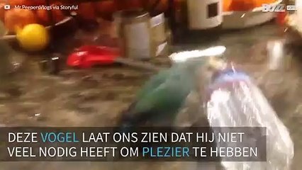 Vogel speelt creatief met waterflesje