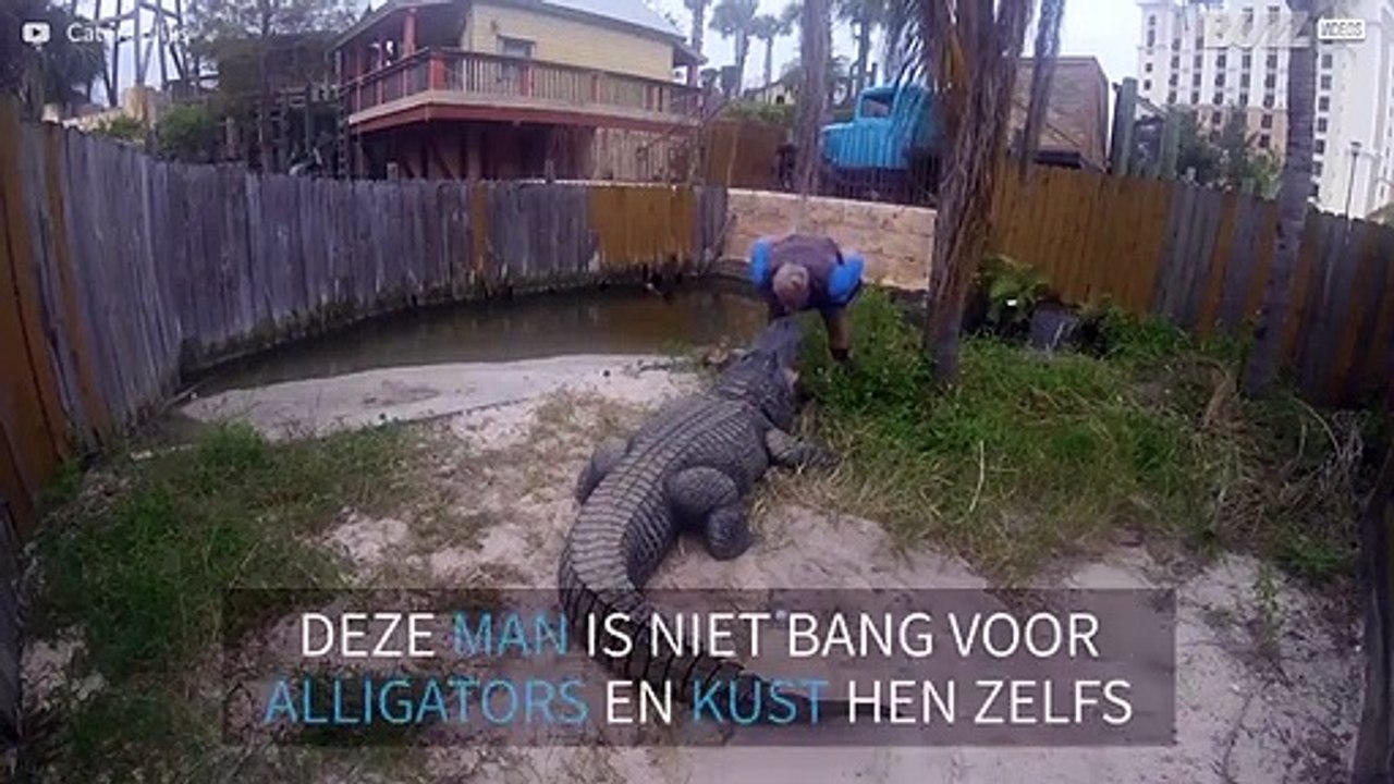 Angstig moment: een man kust een alligator