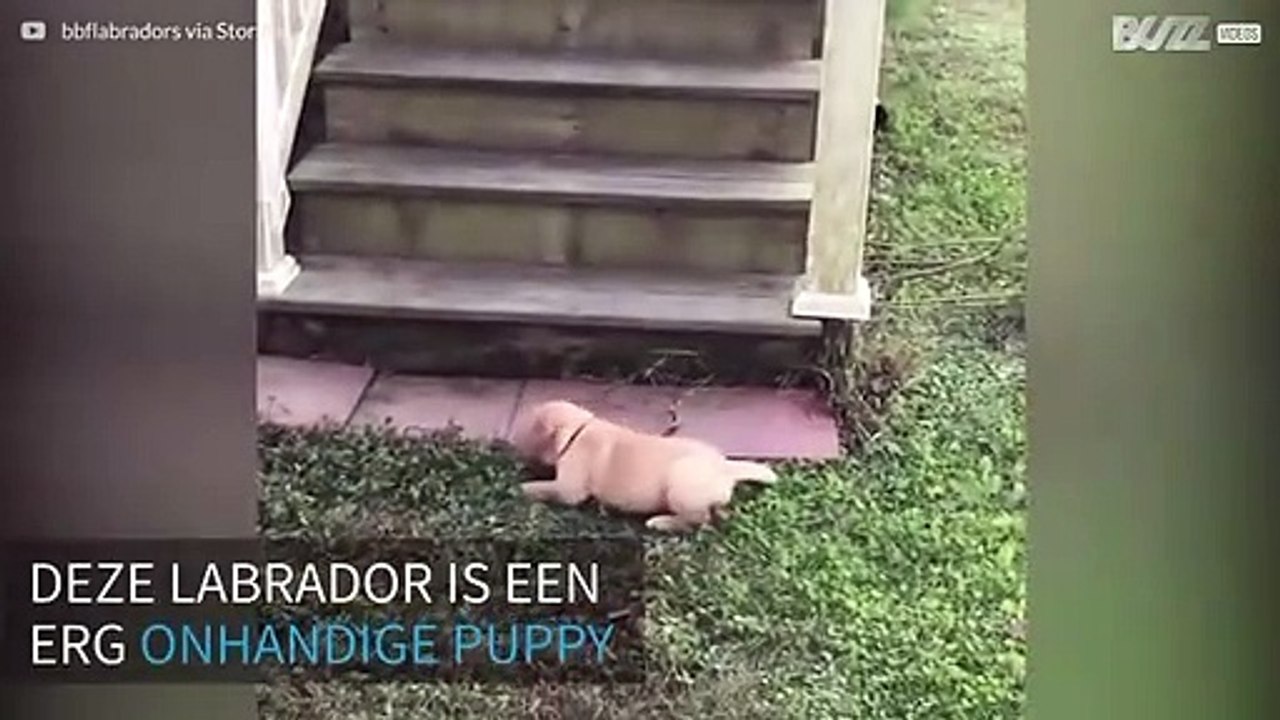Labrador puppy rolt op schattige manier van de trap