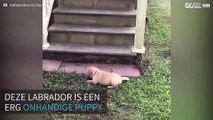 Labrador puppy rolt op schattige manier van de trap