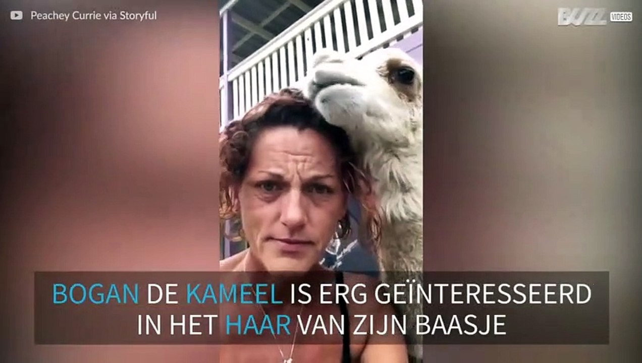 Deze kameel kauwt graag op het haar van zijn eigenares
