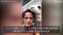 Deze kameel kauwt graag op het haar van zijn eigenares