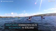 Dolfijnen zwemmen naast kajakkers in Ierland