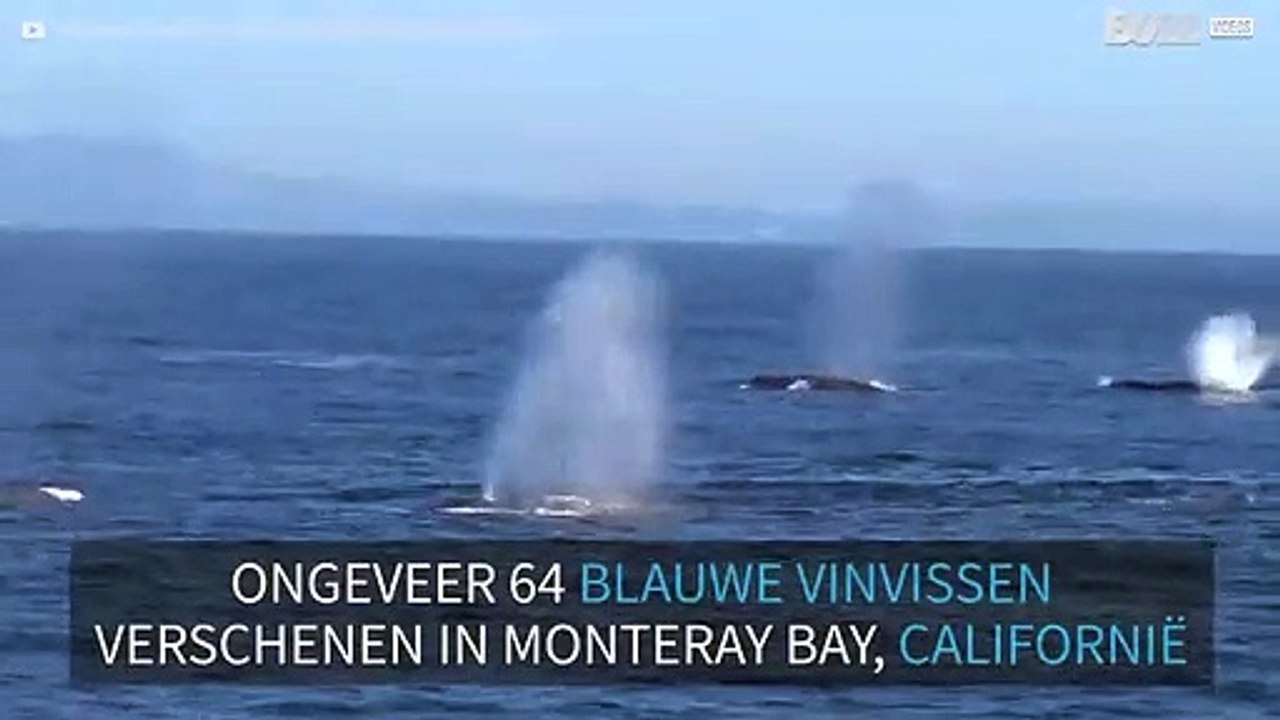 Zeldzaam aantal blauwe vinvissen gespot in Californië