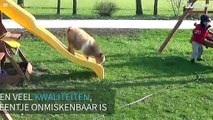 Deze geiten-video zal je dag opfleuren