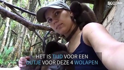 Deze wolapen zijn klaar voor een dutje