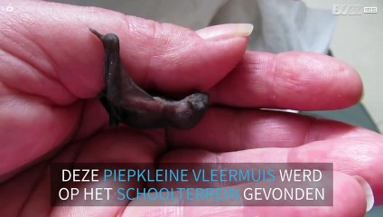 Piepkleine vleermuis gered bij een Australische school