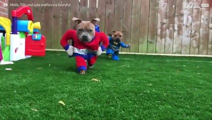 De wereld is een betere plek met superhonden!