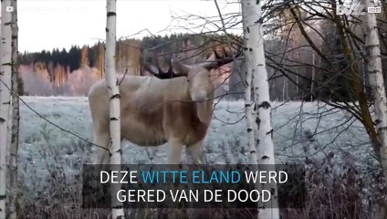 Zeldzame witte eland heeft trek in boomtakken