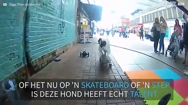 Hond op wielen: knotsgekke straatkunstjes van een hond!