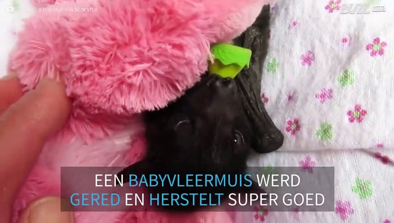 Babyvleermuis gered in Australië