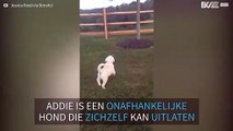 Puppy laat zien dat ze een grote meid is die zichzelf kan uitlaten