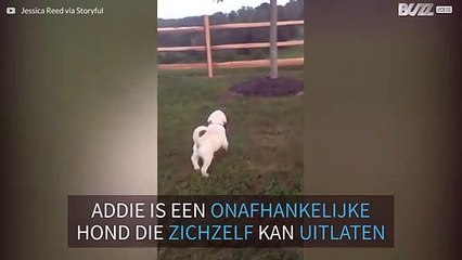 Puppy laat zien dat ze een grote meid is die zichzelf kan uitlaten