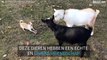 Een onwaarschijnlijke vriendschap tussen twee geiten en een chihuahua