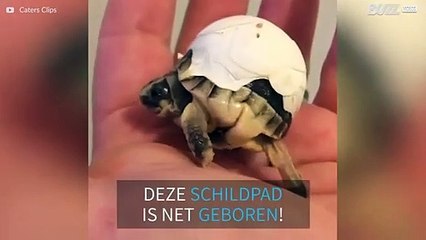 Pasgeboren schildpad komt niet uit zijn ei!