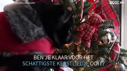 Het beste mopshonden-kerstlied ooit gemaakt!