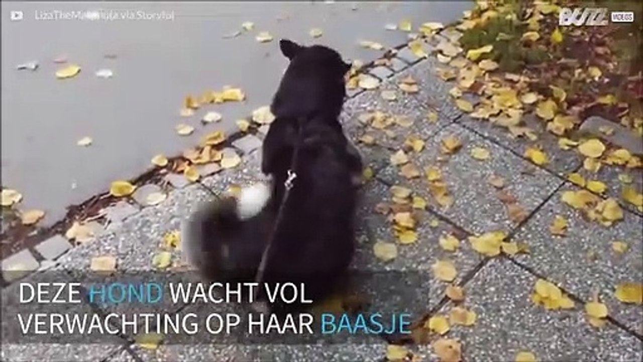 Schattige reactie hond na weerzien met haar baasje bij de bushalte