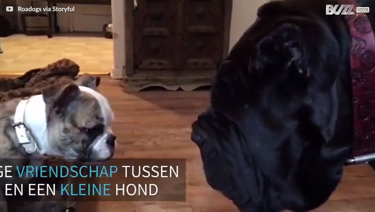 Bulldog puppy en grote mastino napoletano zijn de beste vrienden