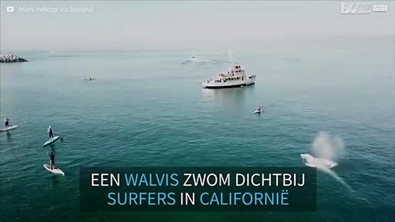 Prachtige walvis zwemt naast surfers