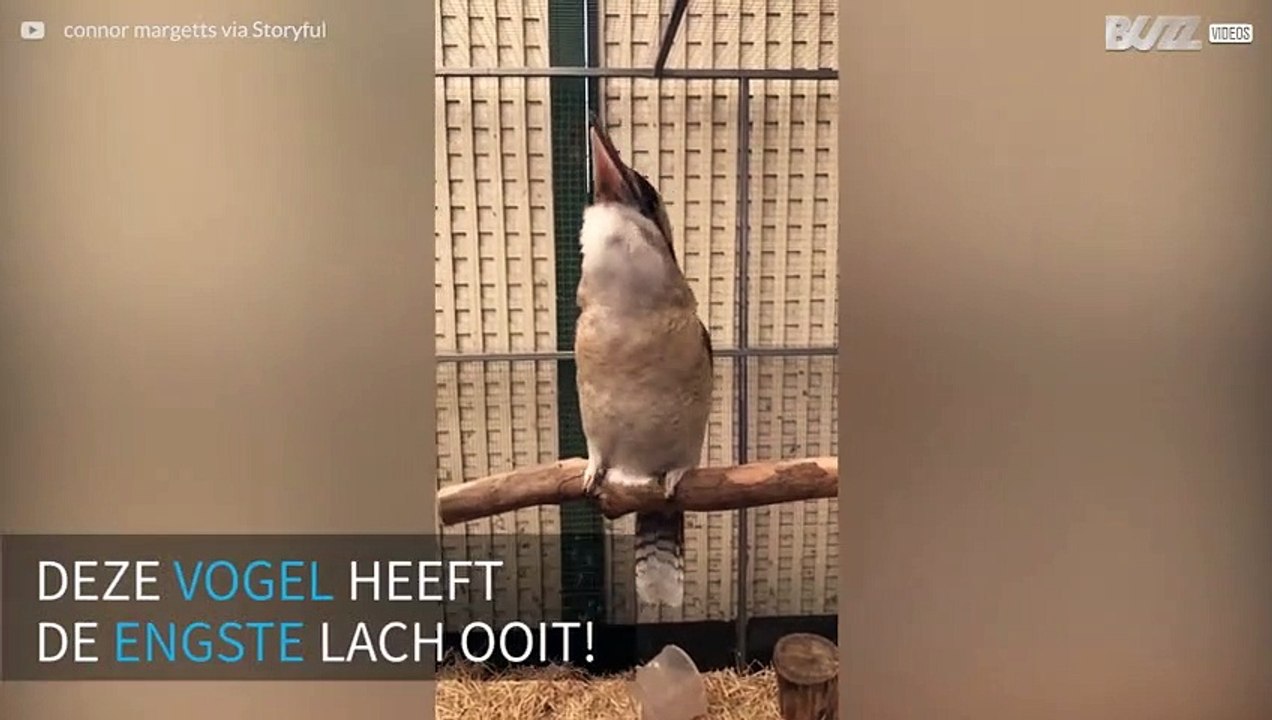Deze vogel heeft de engste lach ooit