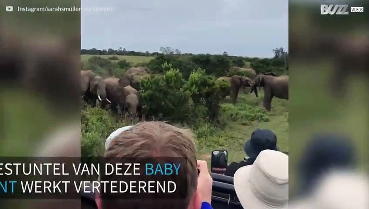 Baby olifant glijdt uit naast toeristen in Zuid-Afrika
