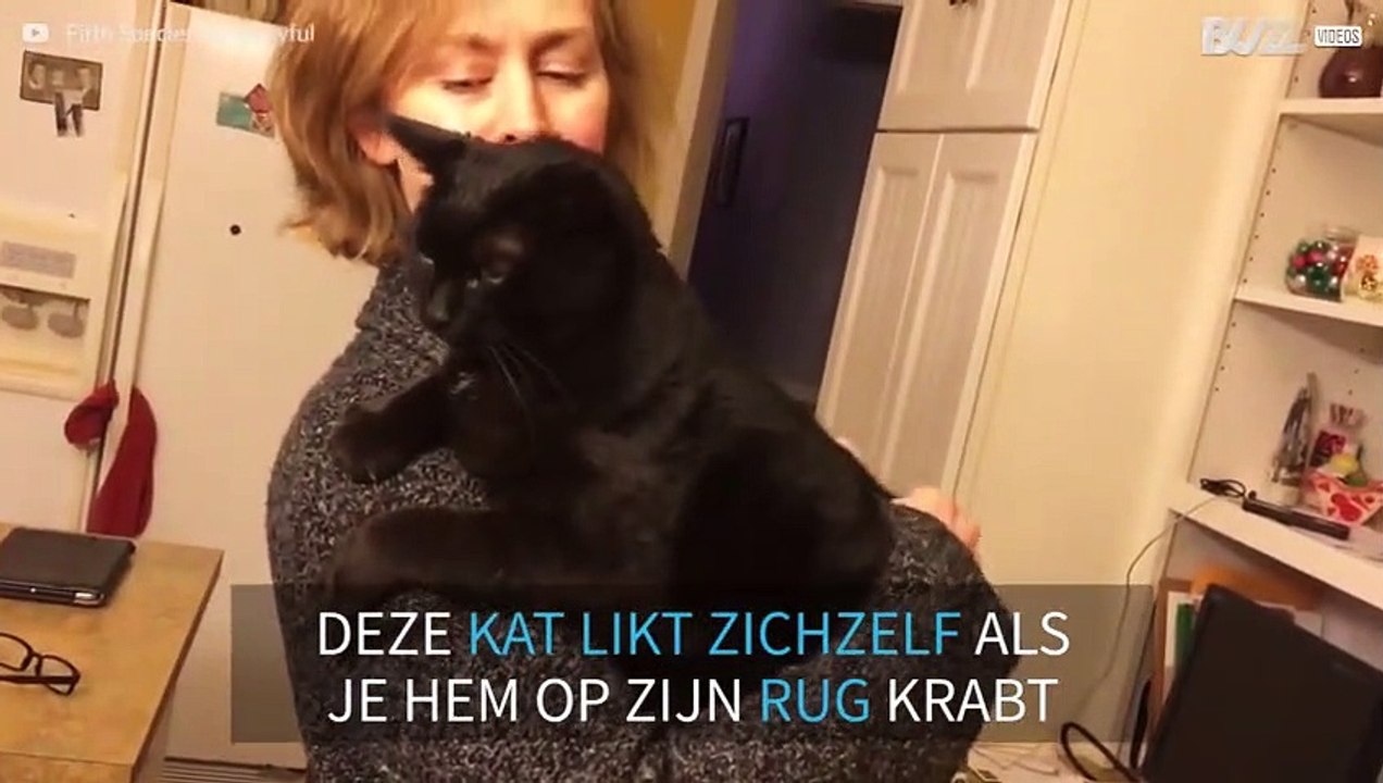 Kat reageert grappig wanneer hij op zijn rug wordt gekrabt